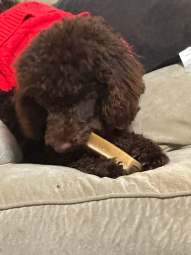 Customer photo review of Extra Large Yak Milk Dog Chews