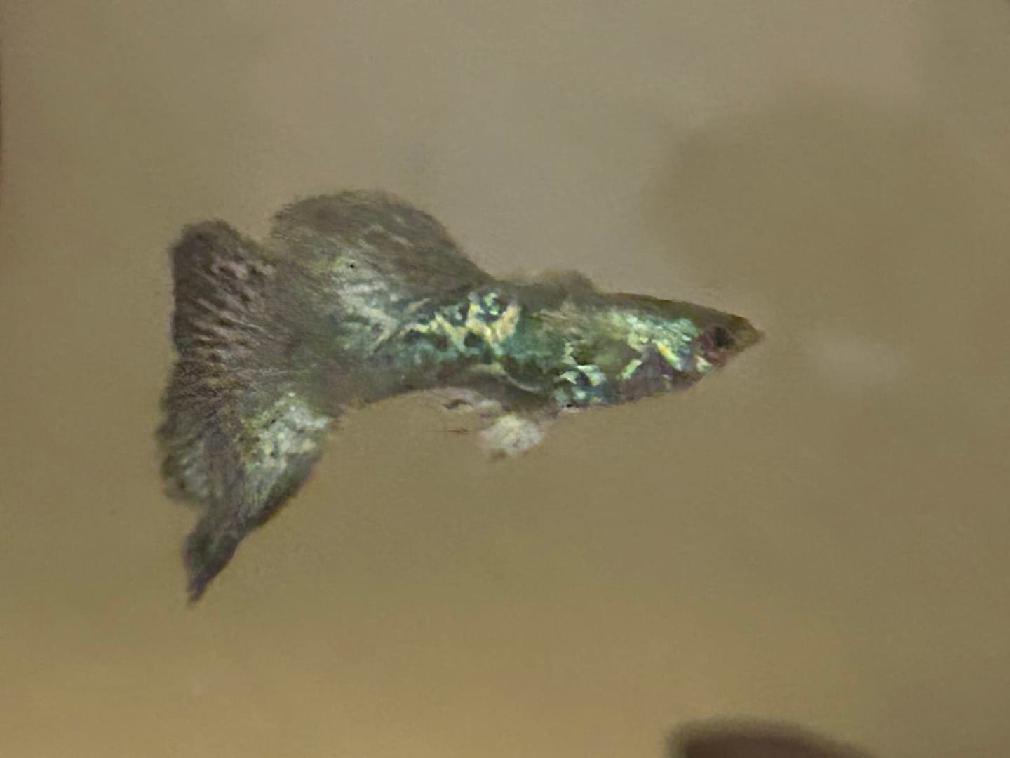 Customer photo review of Green Dragon Guppy Fish