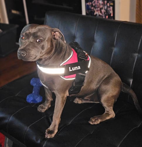 Customer photo review of No Pull Dog Harness Australia