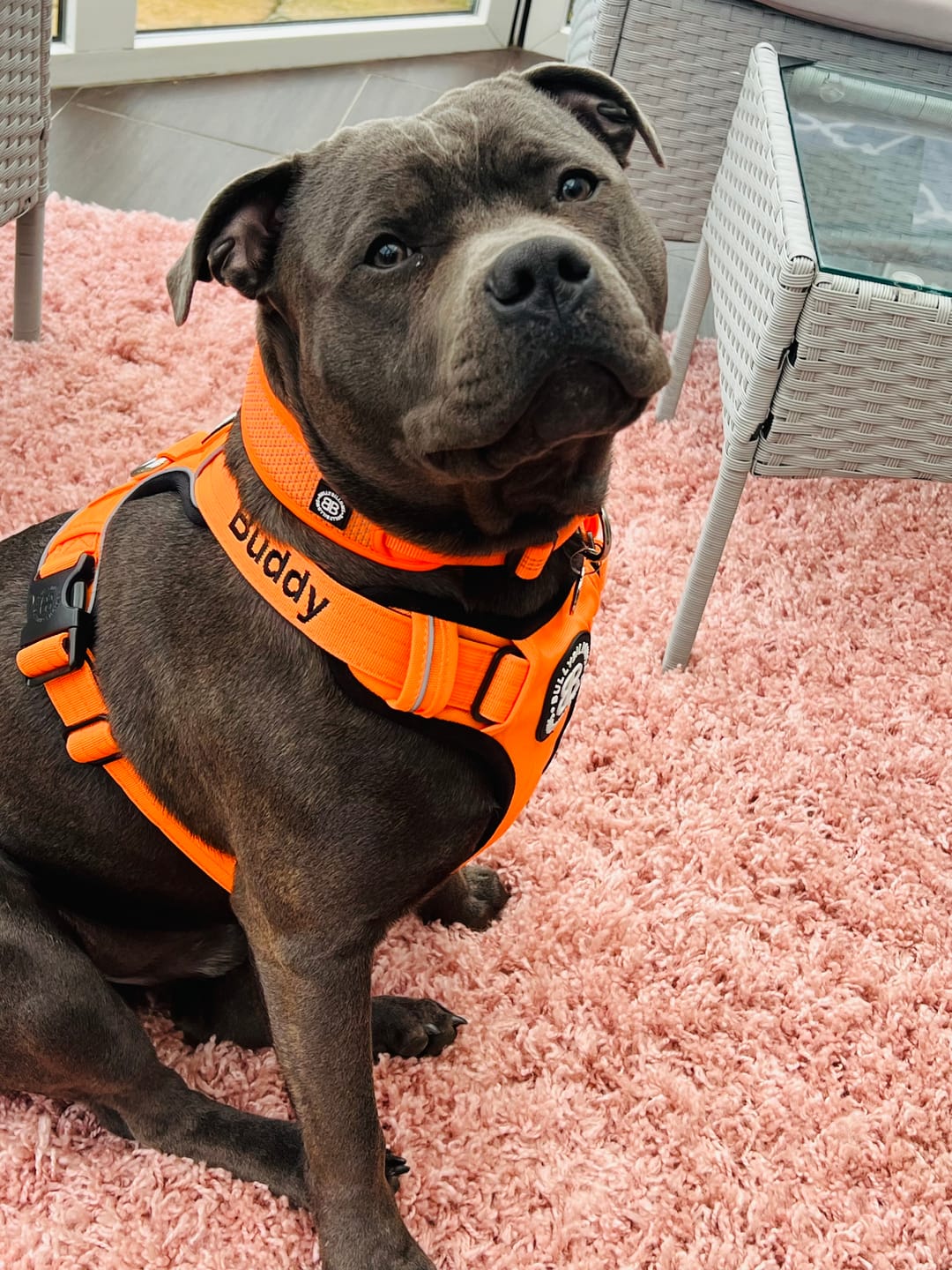 Customer photo review of Premium Comfort Harness | Non Restrictive & Adjustable - Orange v2.0