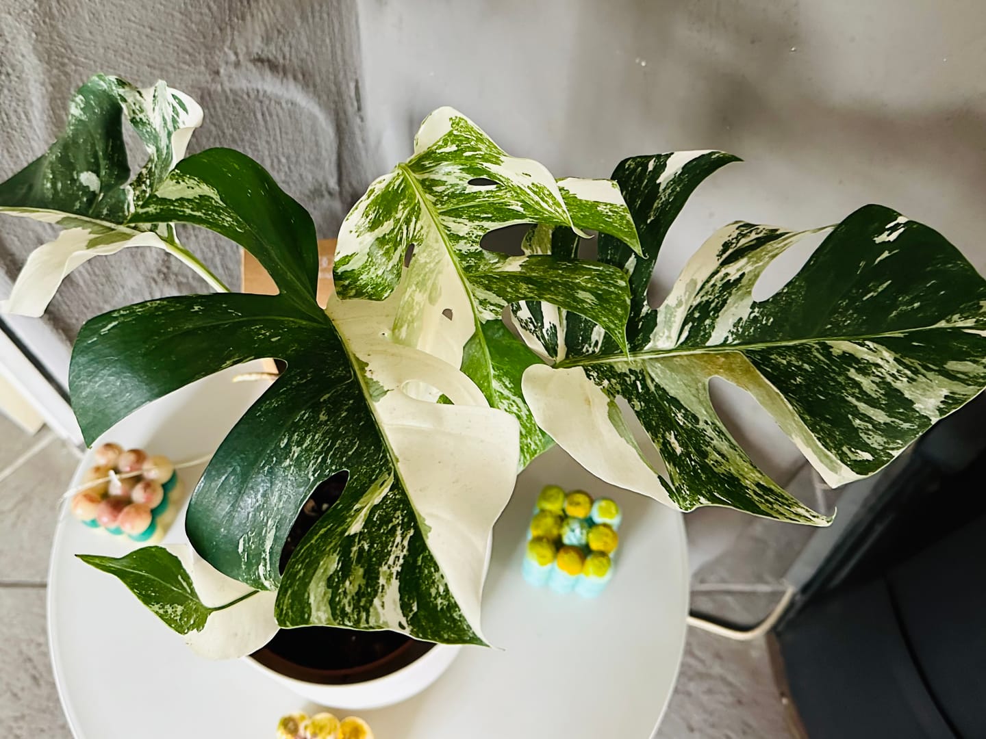 Customer photo review of Monstera Deliciosa Variegata