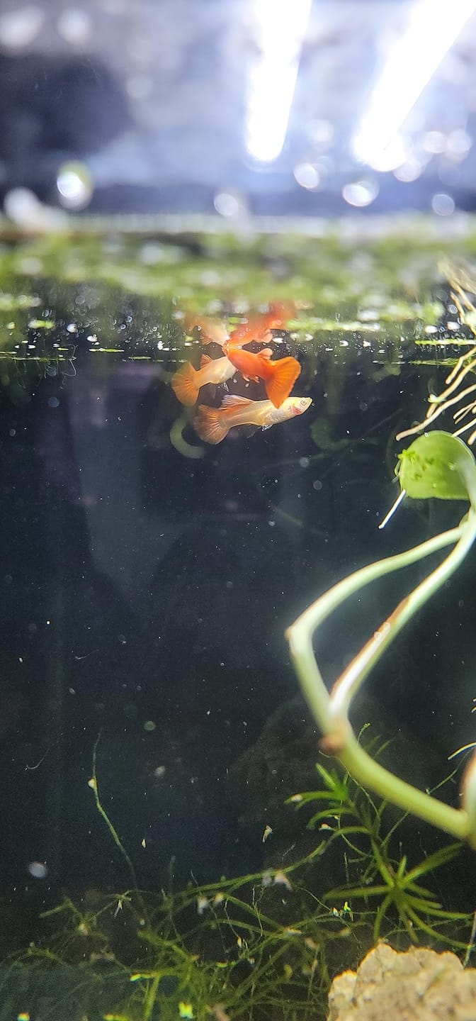 Customer photo review of Albino Full Red Big Dorsal Guppy Fish