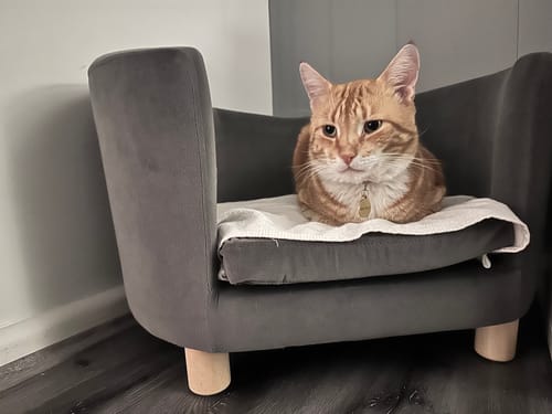 Customer photo review of PaWz Luxury Elevated Sofa