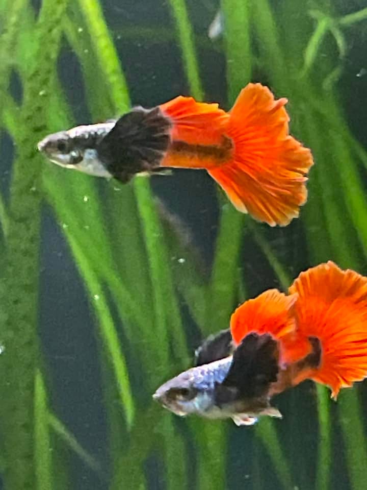Customer photo review of Dumbo Red Tail Guppy Fish