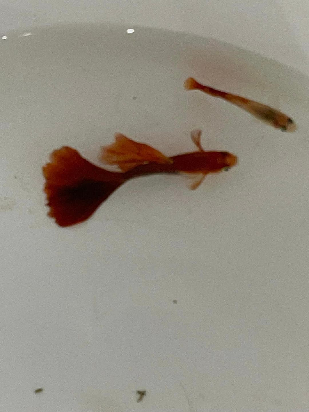 Customer photo review of Albino Full Red Big Dorsal Guppy Fish
