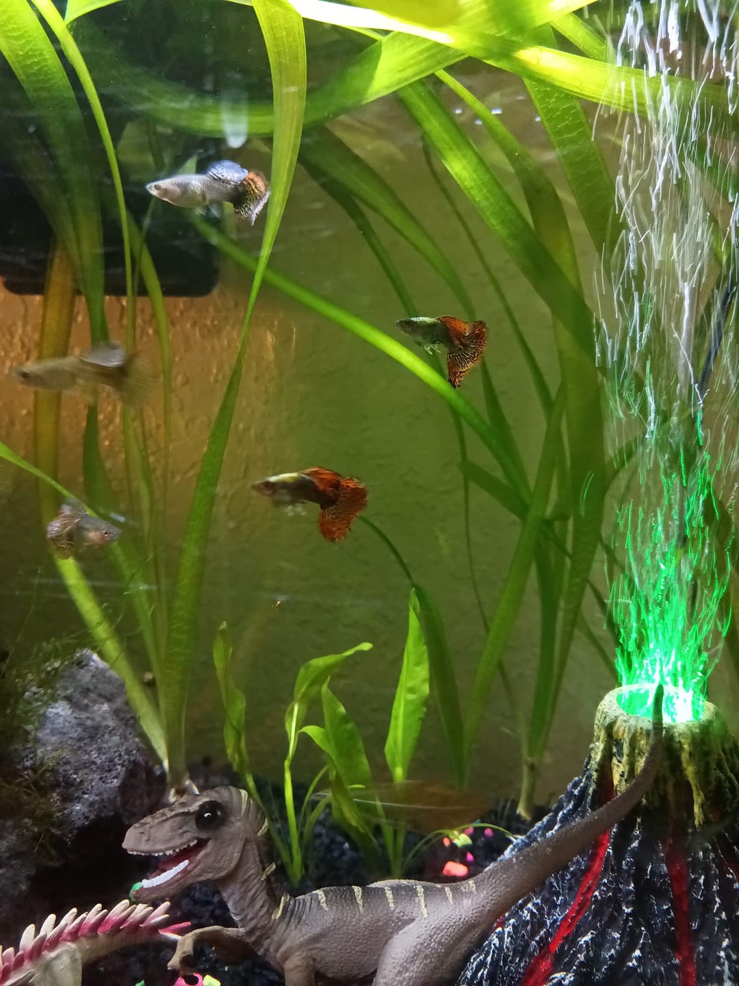 Customer photo review of Red Dragon Guppy Fish