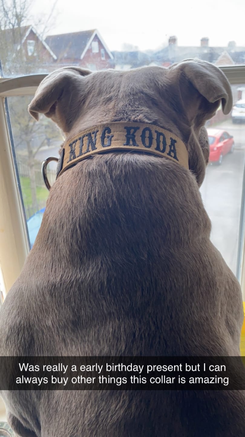 Customer photo review of 4cm Combat® Collar | With Handle & Rated Clip - Black v2.0