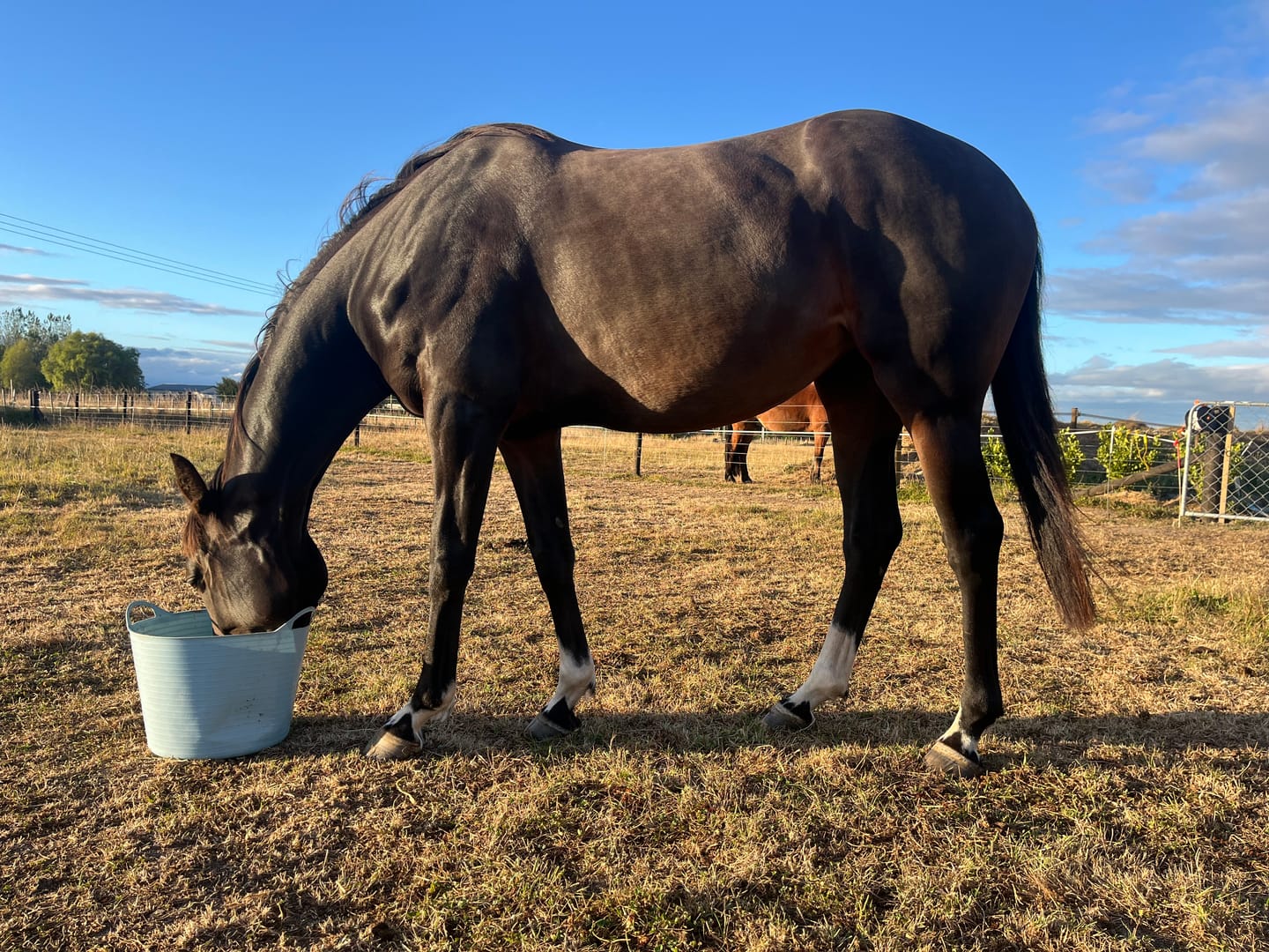 Customer photo review of Digestive RP - Sporthorse gut supplement