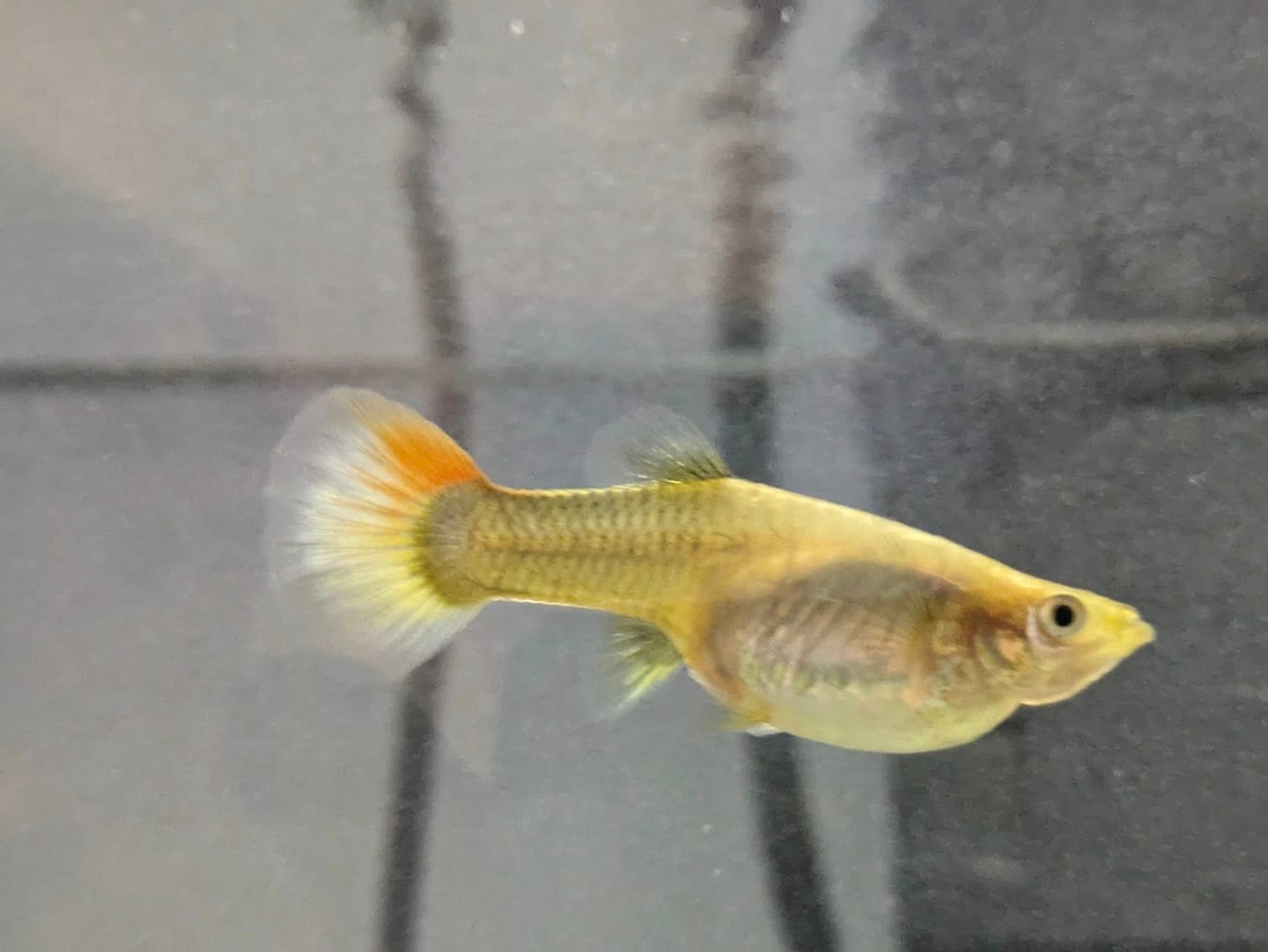 Customer photo review of Full Gold Guppy Fish