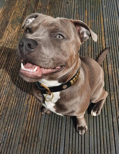 Customer photo review of Staffordshire Bull Terrier Collars