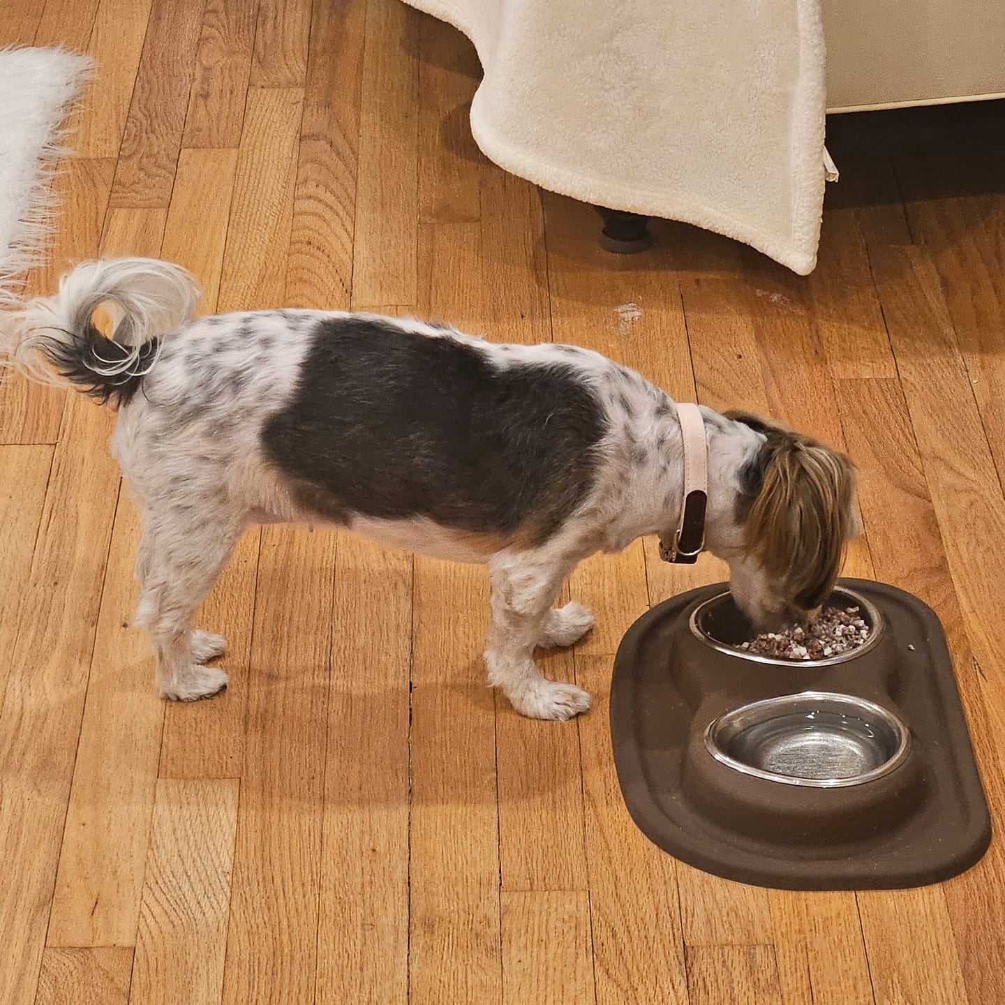 Customer photo review of Freeze Dried Dog Treats - Turkey Poppers