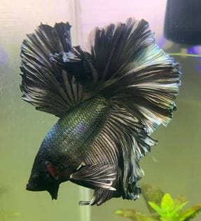 Customer photo review of Copper Steel Halfmoon Male Betta Fish