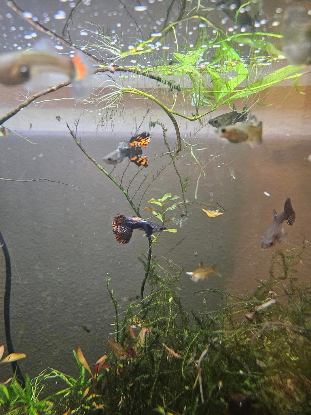 Customer photo review of Red Dragon Guppy Fish