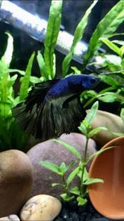 Customer photo review of Super Blue Halfmoon Male Betta Fish