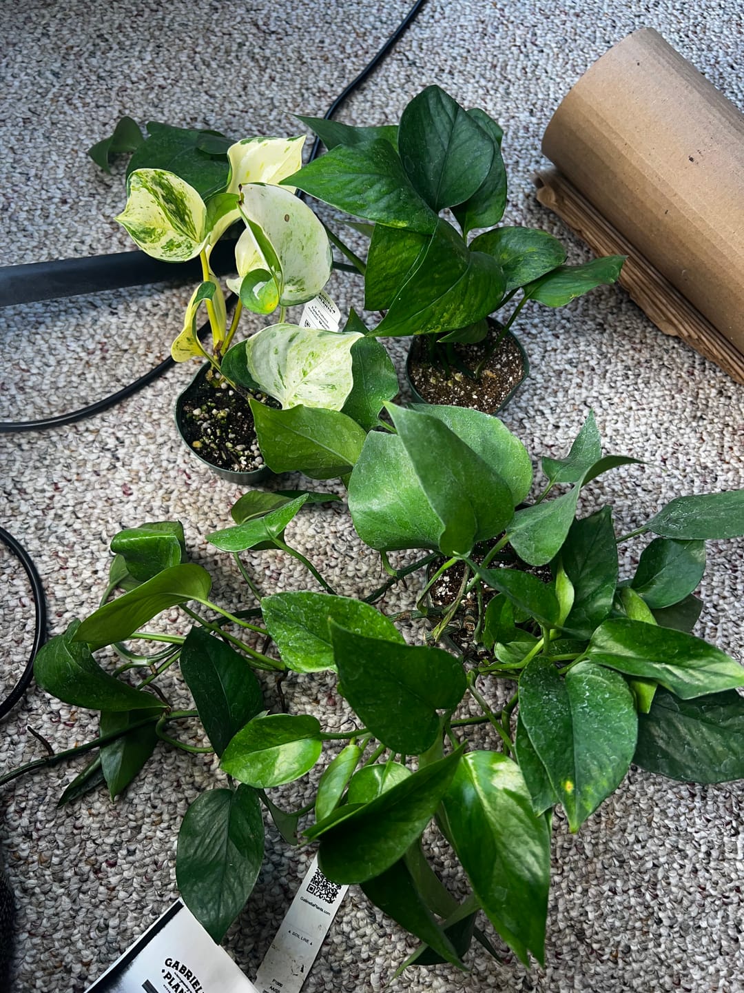 Customer photo review of Pothos Epipremnum aureum 'Jessenia'