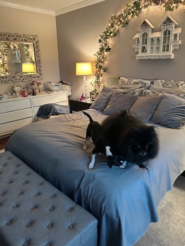 Customer photo review of Silly Legacy® - Thin Reversible Waterproof Protective Cover for Pets and People