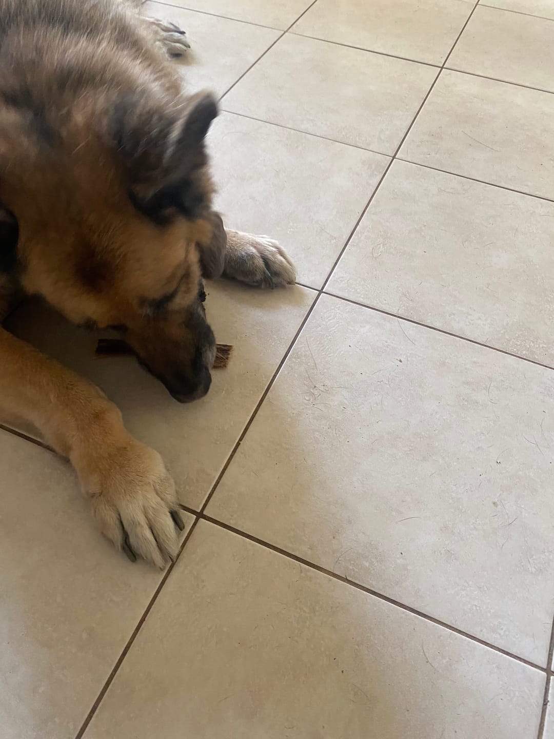Customer photo review of 6 Inch Beef Jerky Strip