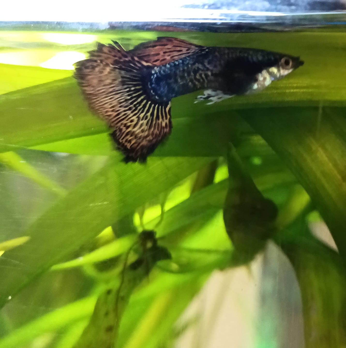 Customer photo review of Red Dragon Guppy Fish