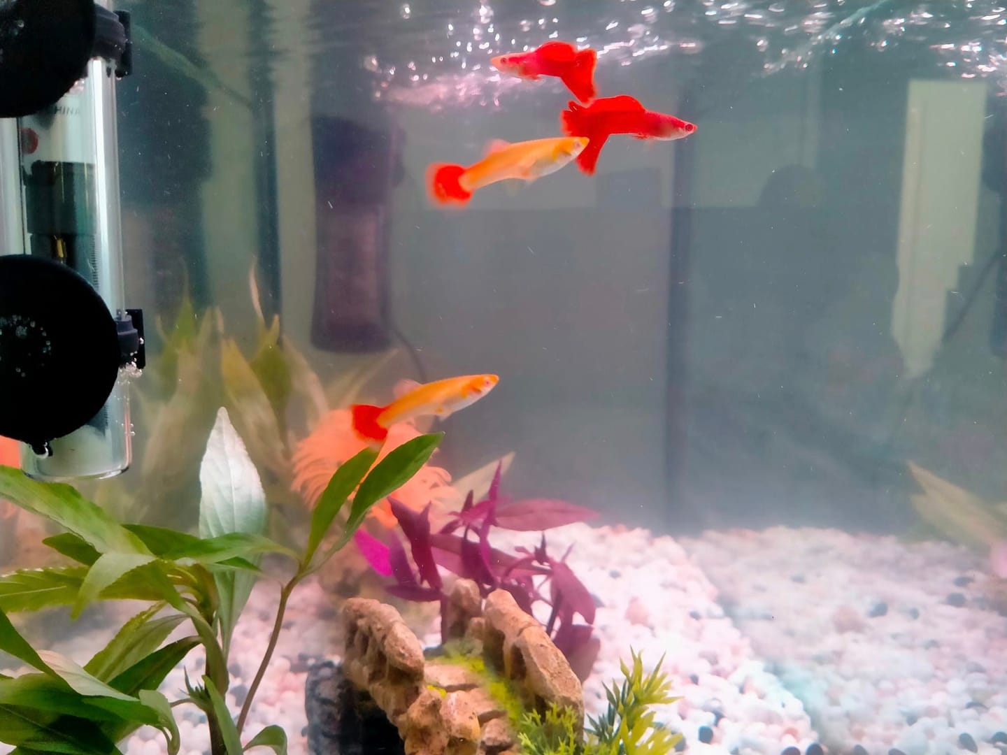 Customer photo review of Albino Full Red Big Dorsal Guppy Fish