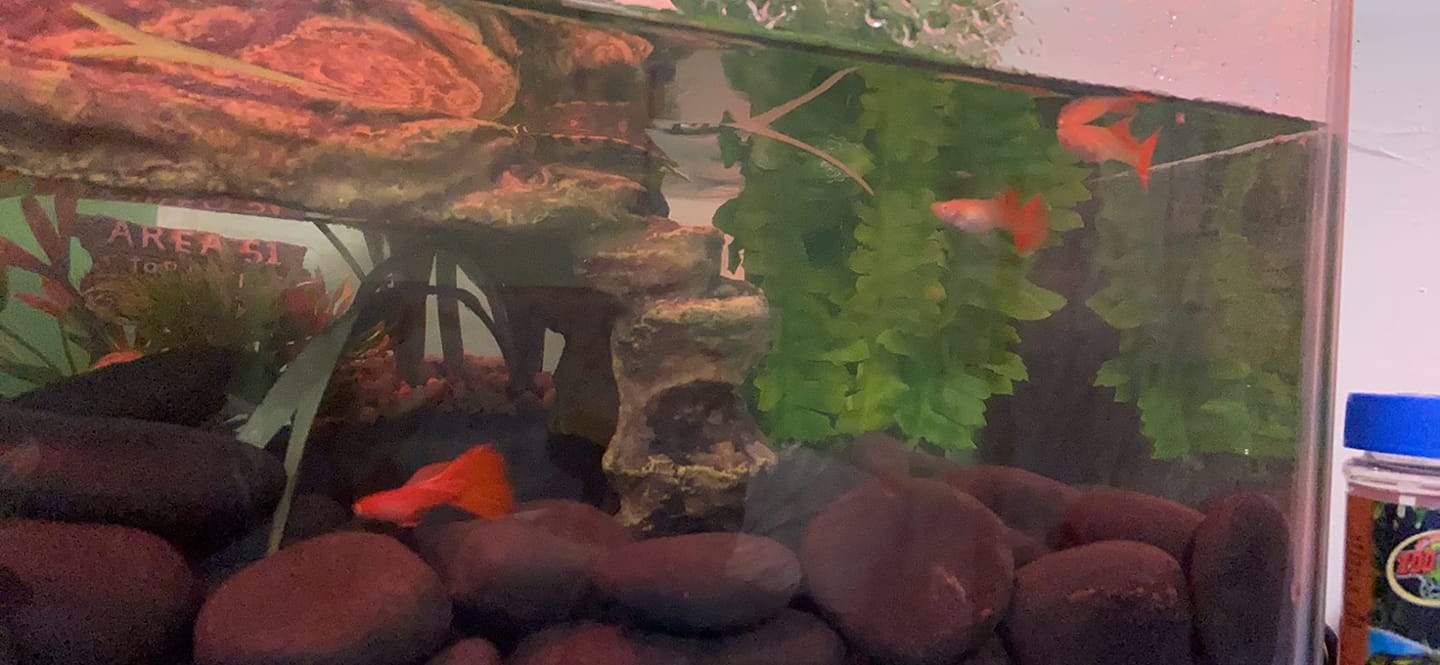 Customer photo review of Albino Full Red Big Dorsal Guppy Fish