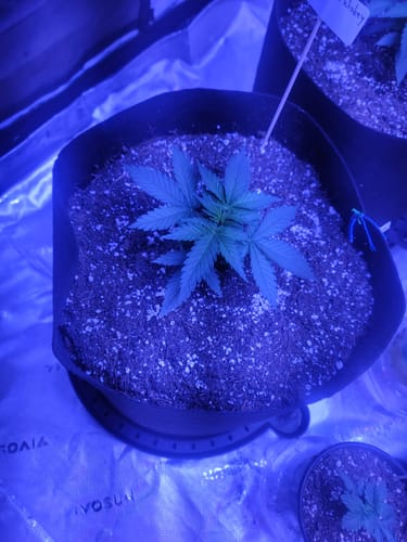 Customer photo review of bio365 BIOFLOWER 1.5cf