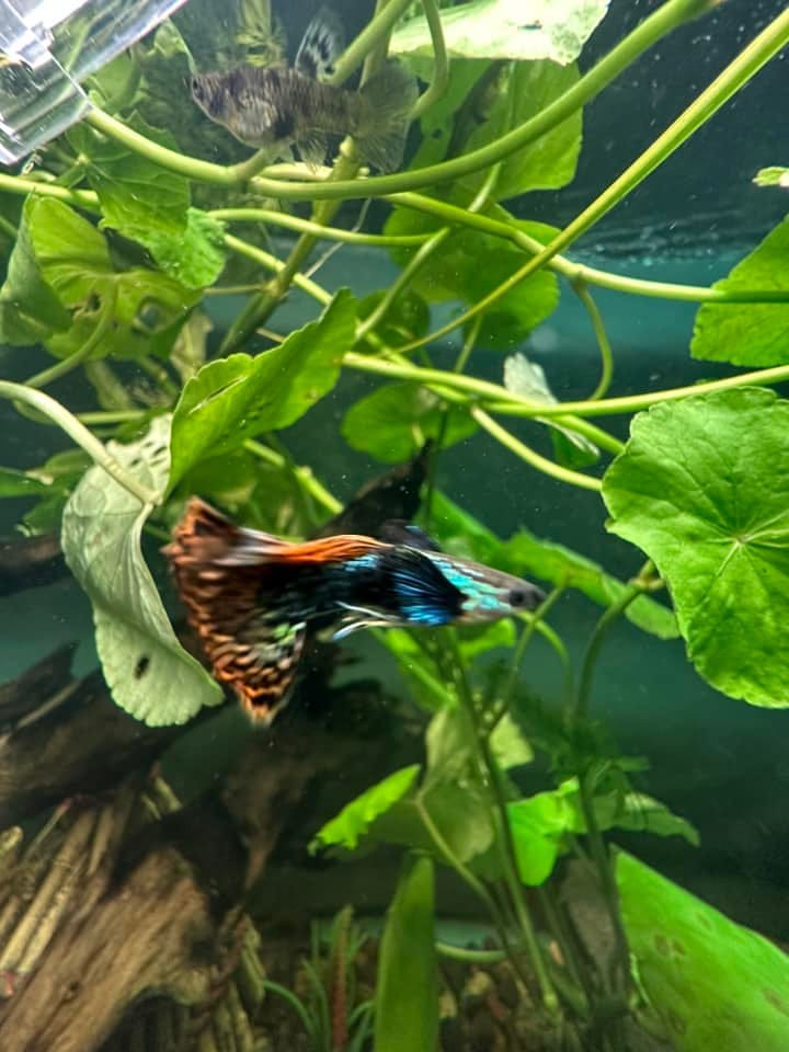 Customer photo review of Red Dragon Guppy Fish