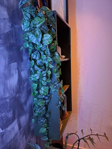 Customer photo review of Scindapsus Pictus Kunst Hangplant 120cm