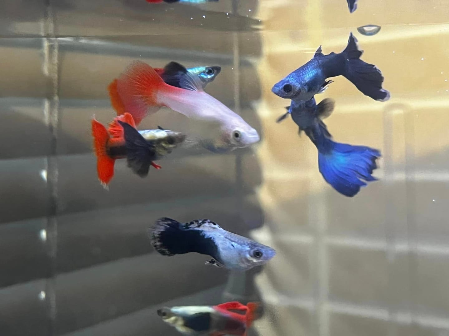 Customer photo review of Dumbo Red Tail Guppy Fish