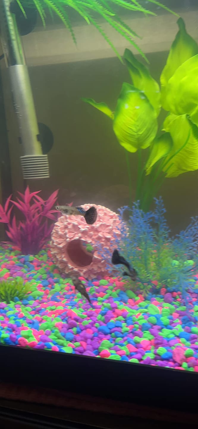 Customer photo review of Blue Dragon Guppy Fish
