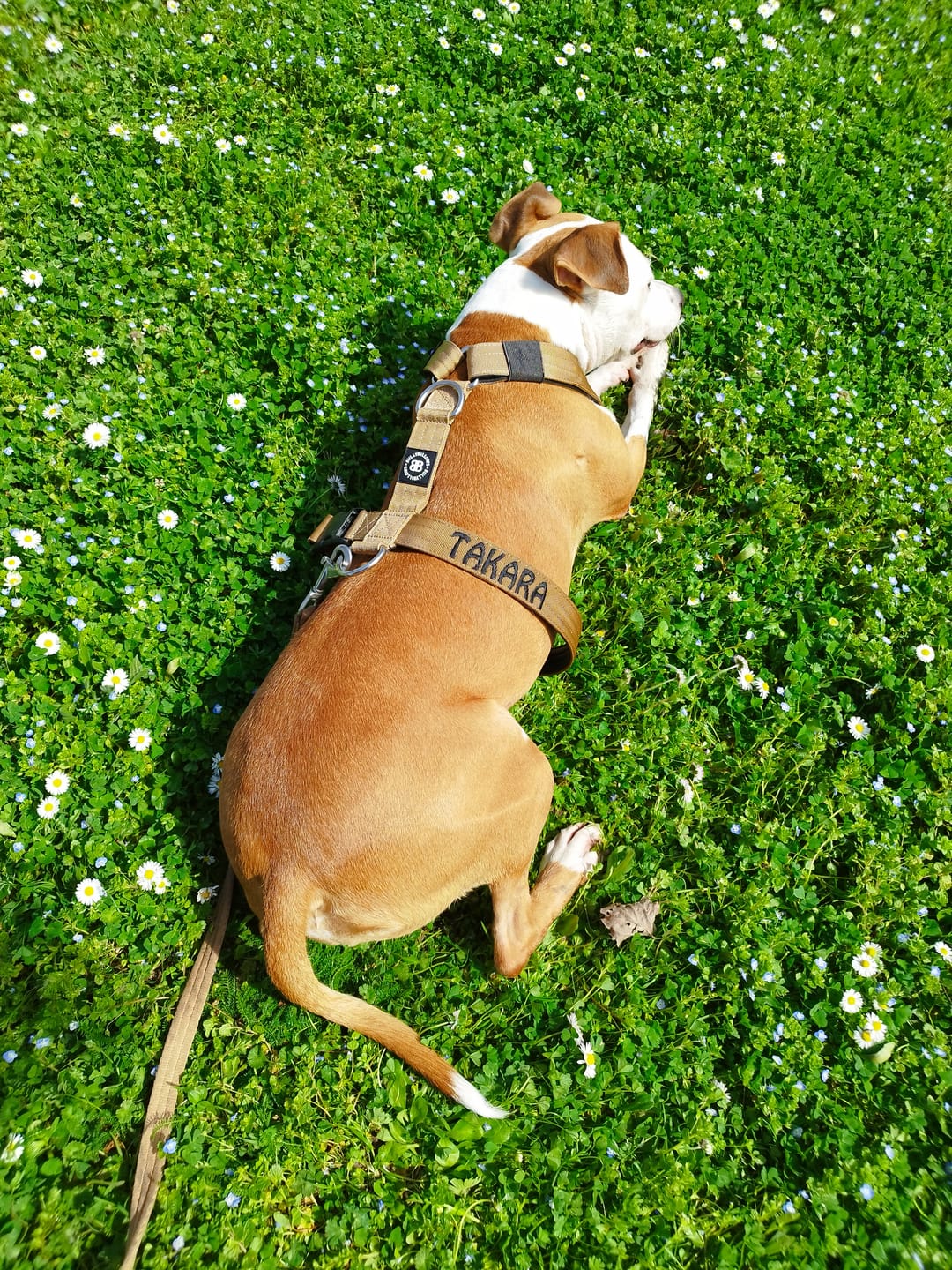 Customer photo review of TRI-Harness® | Anti-Pull, Adjustable & Durable - Dog Trainers Choice - Military Tan v2.0