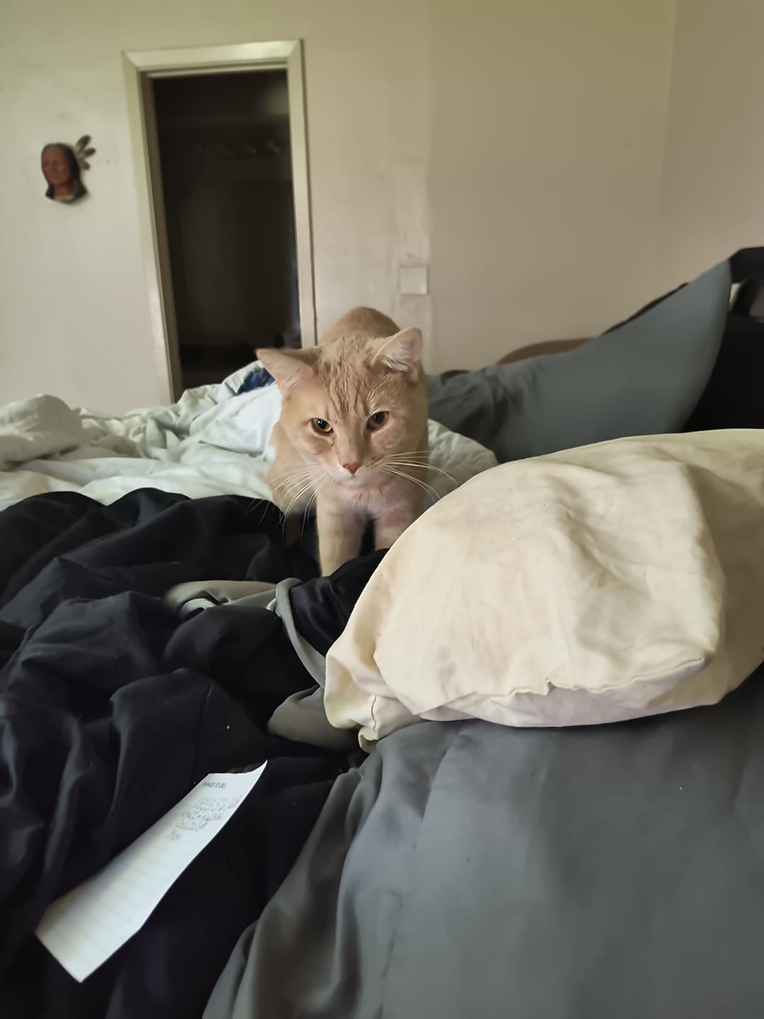 Customer photo review of Aggression and Frustration Reduction - Cats