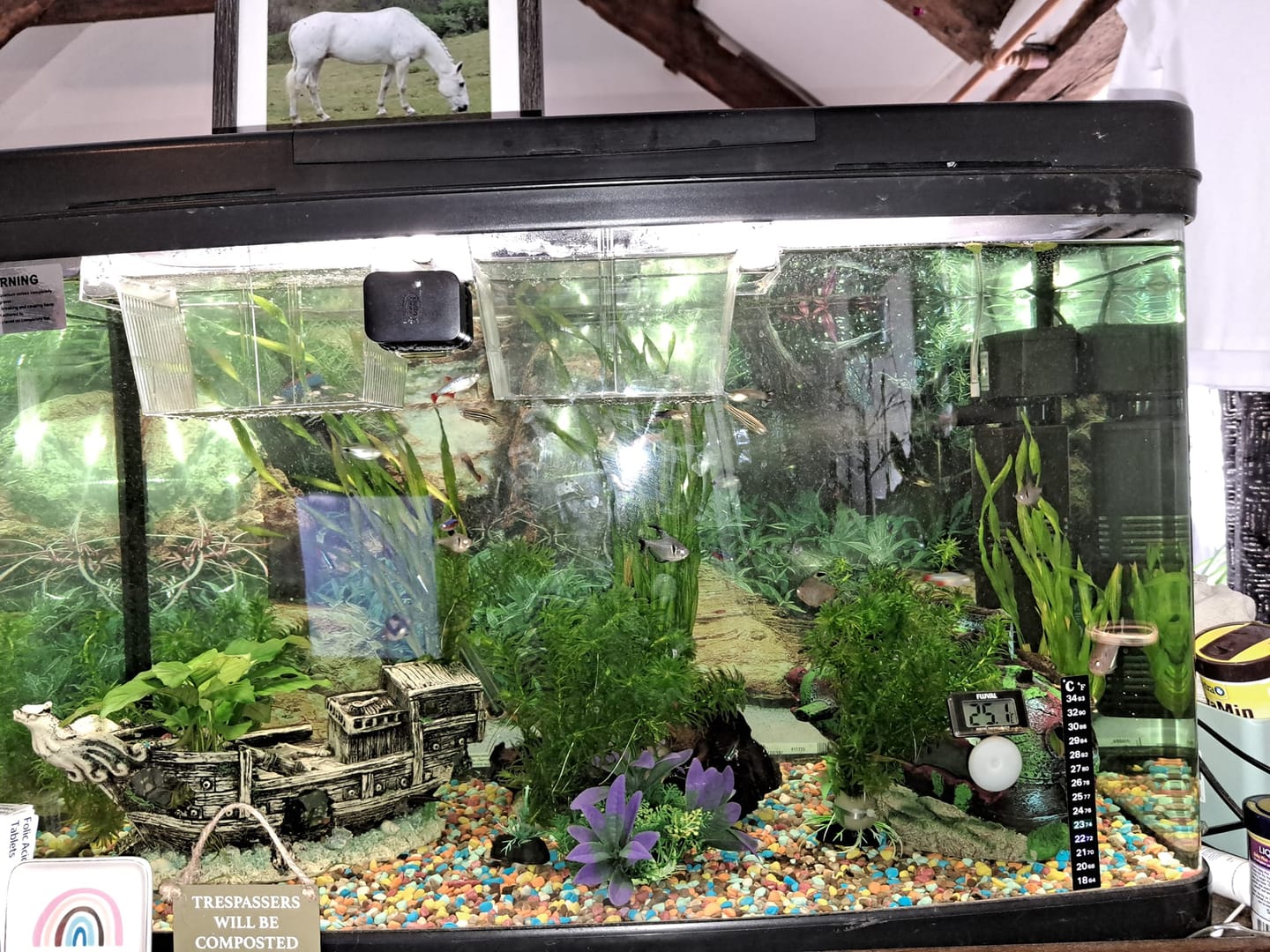 Customer photo review of Blue Topaz Big Dorsal Guppy Fish