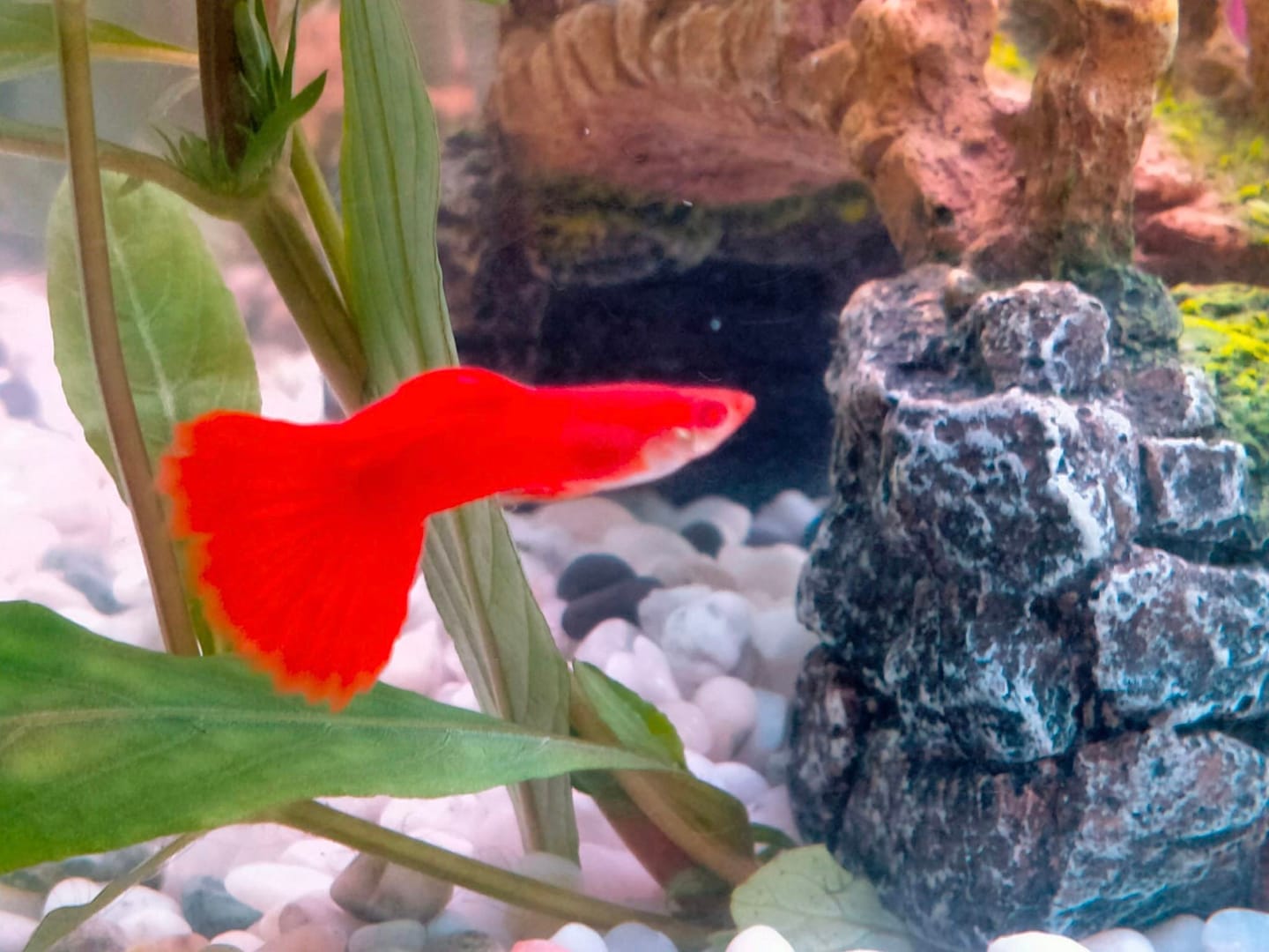 Customer photo review of Albino Full Red Big Dorsal Guppy Fish