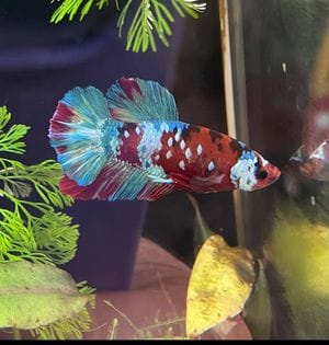 Customer photo review of Koi Red Galaxy Male Betta Fish High Grade | Buy 4 Get 1 Free | Mystery Betta