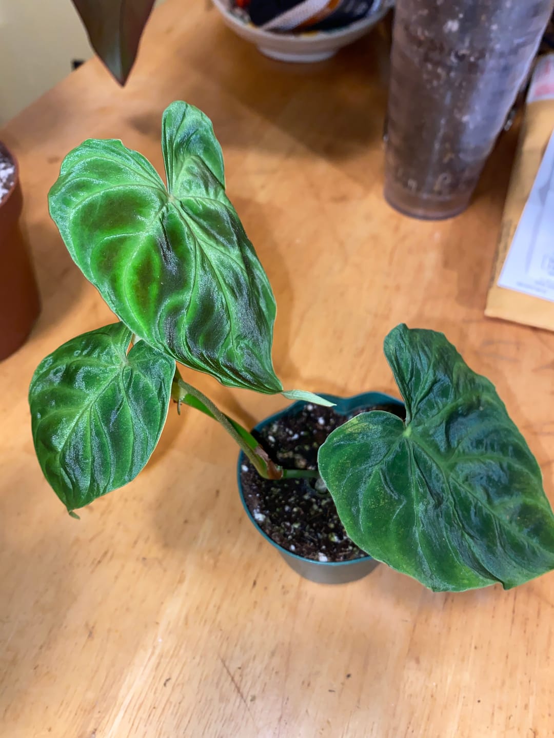 Customer photo review of Philodendron verrucosum