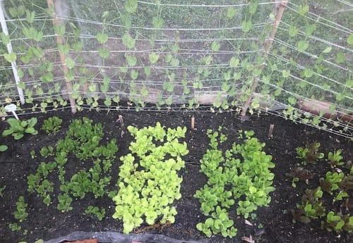 Customer photo review of Buttercrunch Butterhead Lettuce Seeds