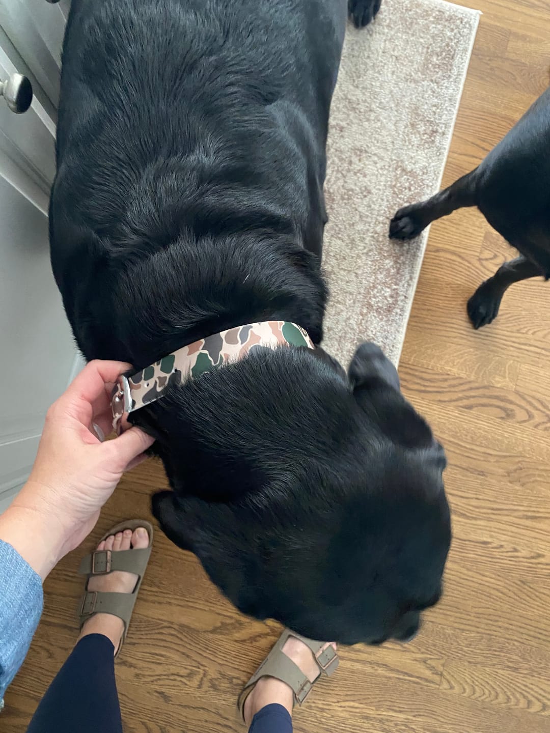 Customer photo review of CP - Brigadier Camo Dog Collar