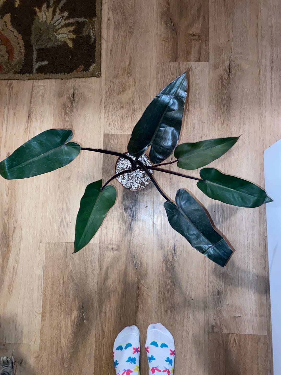 Customer photo review of Philodendron 'Bloody Mary'