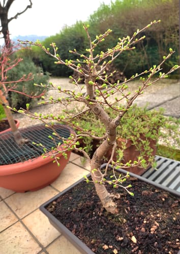 Customer photo review of SUBSTRATO PROFESSIONALE PER CADUCIFOGLIE E LATIFOGLIE CB®