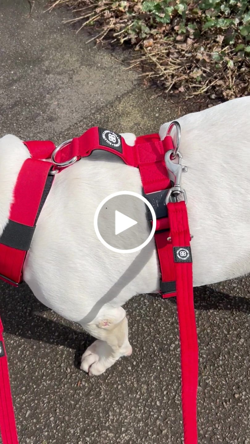 Customer video review of TRI-Harness® | Anti-Pull, Adjustable & Durable - Dog Trainers Choice - Red v2.0