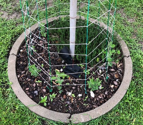 Customer photo review of Mammoth Blend Sweet Pea Seeds