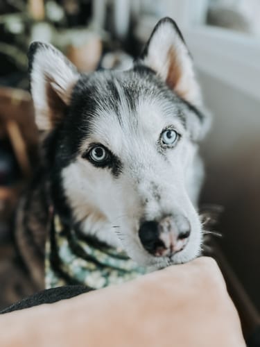 Customer photo review of WANDERLUST LIGHTROOM PRESETS