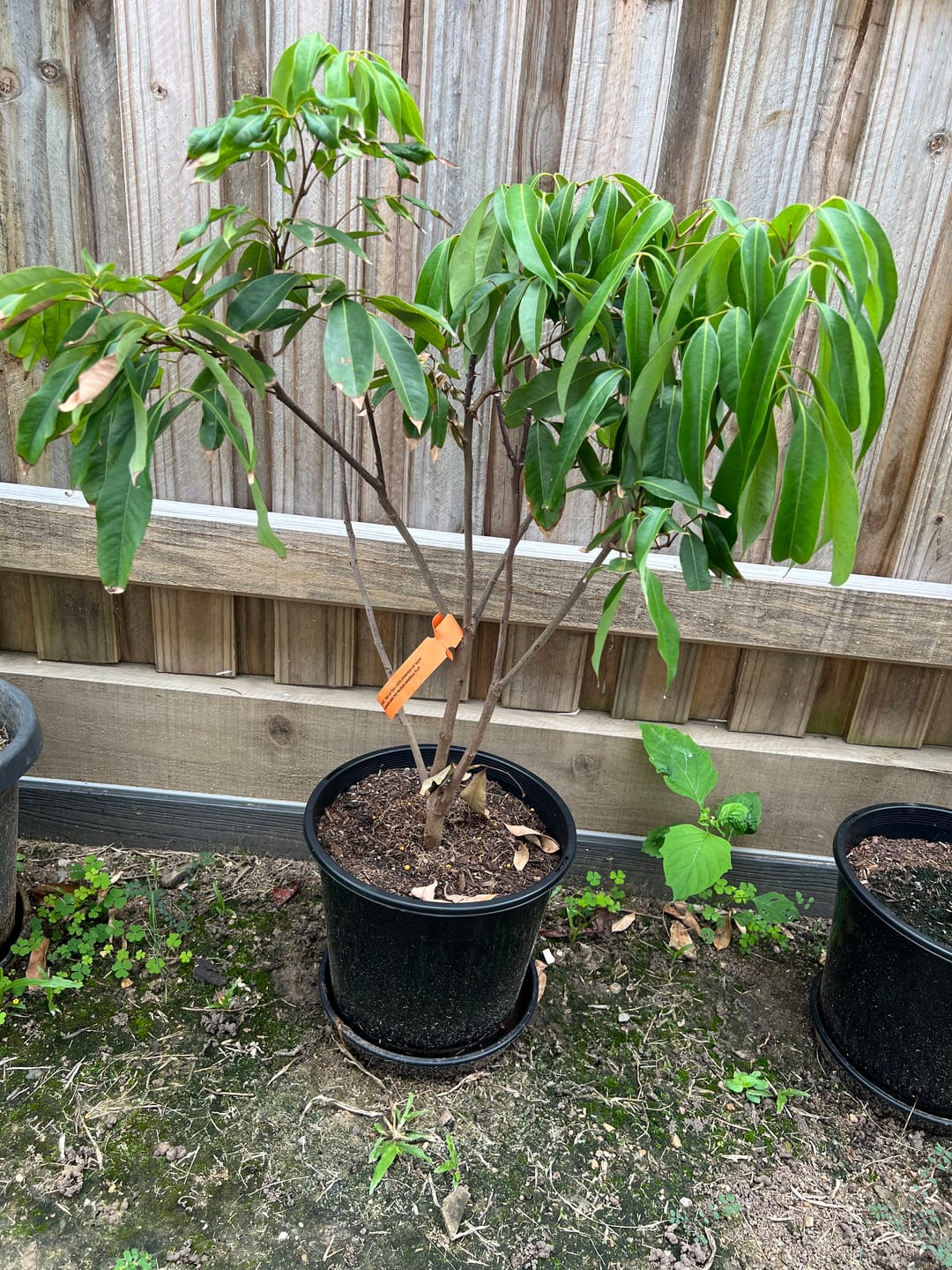 Customer photo review of Seedless Lychee - Sue Lin San