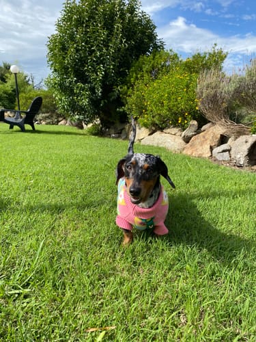 Customer photo review of Candy Courn Dog Sweater