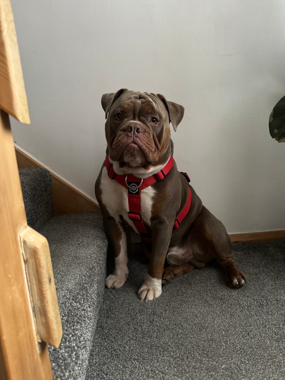 Customer photo review of TRI-Harness® | Anti-Pull, Adjustable & Durable - Dog Trainers Choice - Red v2.0