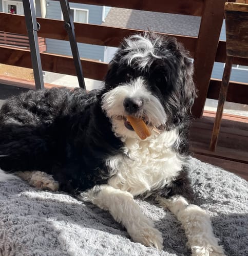 Customer photo review of Large Yak Milk Dog Chews