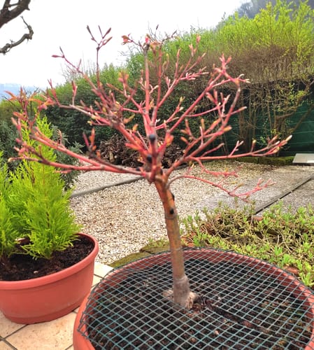 Customer photo review of TOTAL FORCE CB® (AFIDI, COCCINIGLIA, RAGNETTO ROSSO, MAL BIANCO)