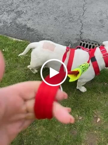 Customer video review of Double Ended Training Lead | All Breeds - Durable & Soft 2m Lead - Red