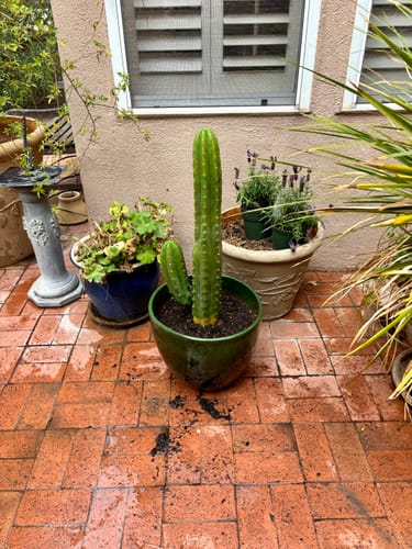 Customer photo review of San Pedro Cactus | Echinopsis (Trichocereus) pachanoi