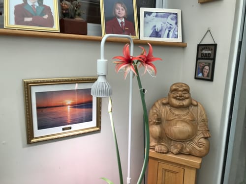Customer photo review of Pianta Grow Light LED Bulb